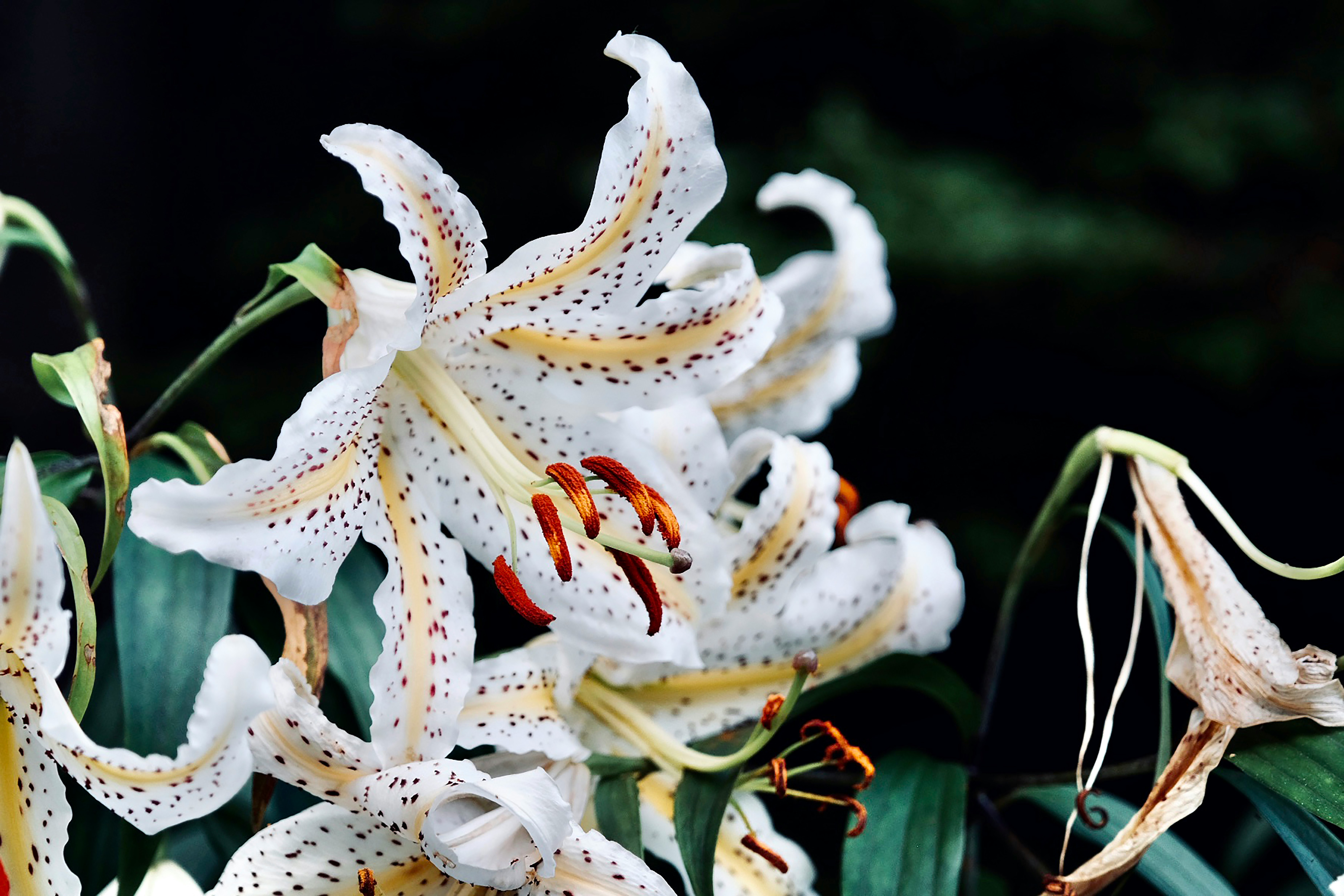 white and yellow flower in close up photography